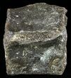 Fossil Whale Caudal Vertebrae - South Carolina #62094-2